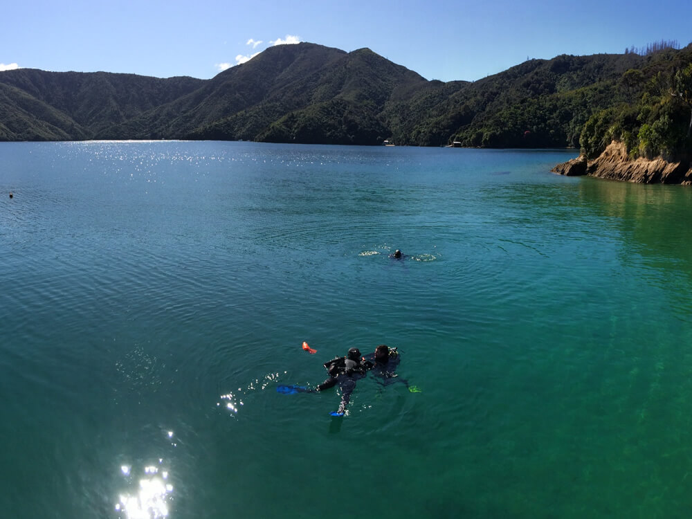 Diving In Queen Charlotte Sounds With Blenheim Dive Centre