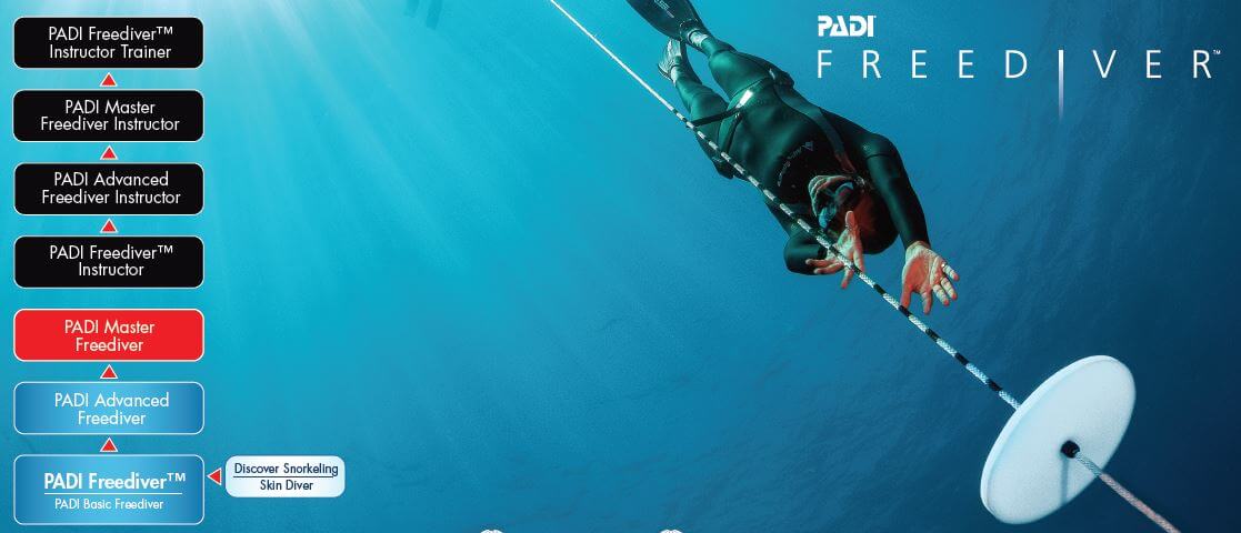 Flowchart Of PADI Freediving Courses